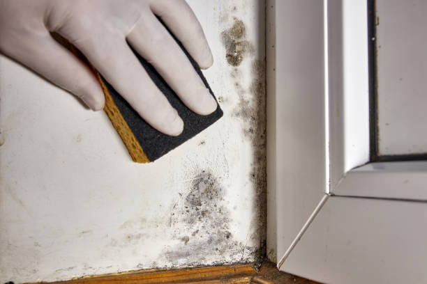 Best Mold Documentation for Insurance Claims  in Dixon, IL